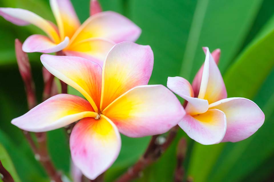 Thai Flowers